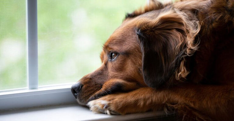 17 Signs Your Dog Is Under Stress And What To Do