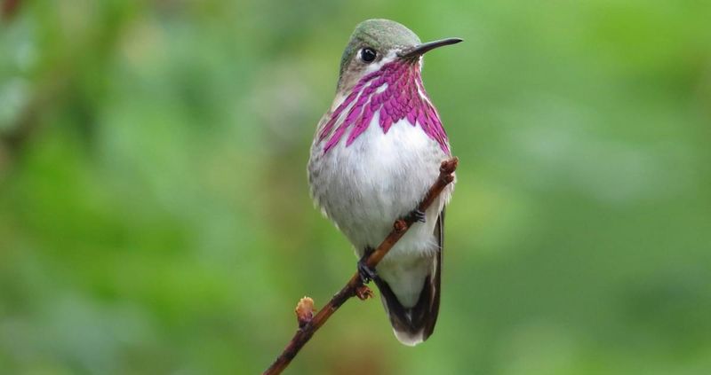 Calliope Hummingbird (Selasphorus calliope)
