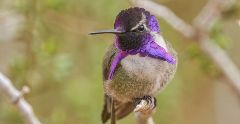 17 Smallest Birds Ever Spotted In The U.S.