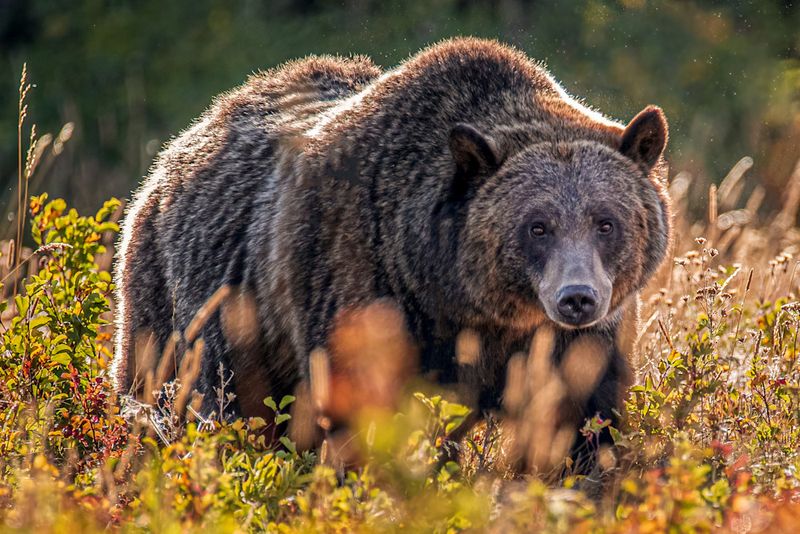 Grizzly Bear