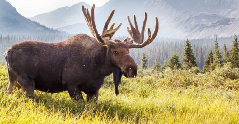6 Massive Animals That Still Roam Free In Montana