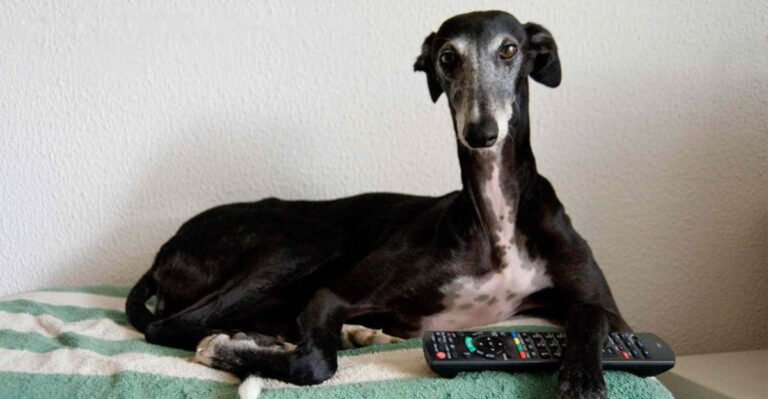 7 Dog Breeds Vets Advise Against Buying And 4 That Suit A Busy Lifestyle