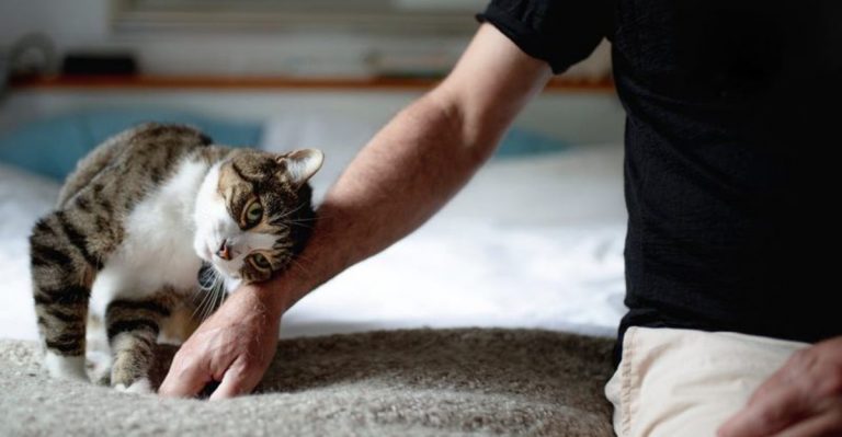 7 Feline Habits That Show They’re Forming A Lifelong Bond