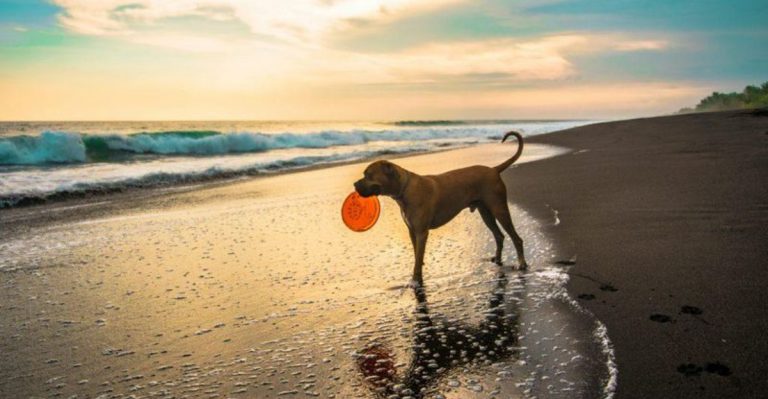 7 Hidden Dog-Friendly Beaches In Florida You Need To Visit