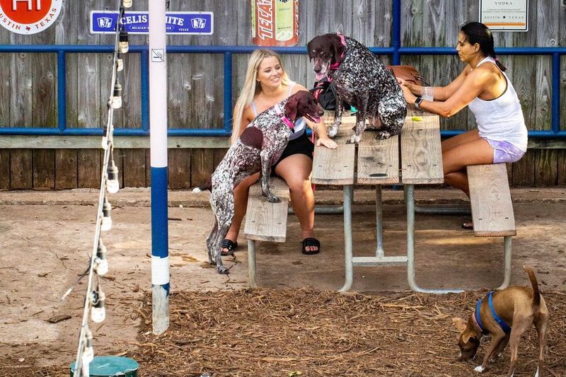 Georgia's Private Dog Park In Georgian Acres – Austin, TX