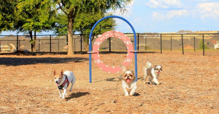 7 Hidden Dog Parks In Texas Every Pup Should Experience