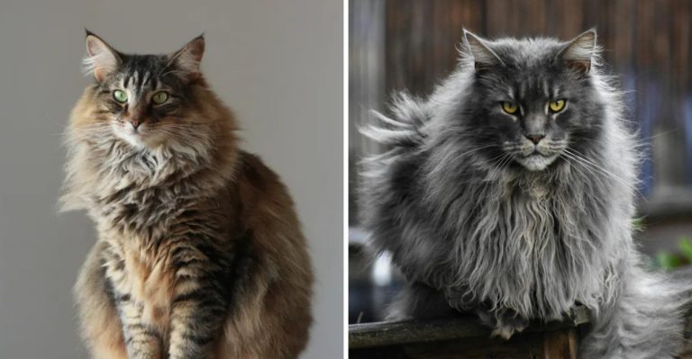 7 Interesting Differences Between Maine Coon And Norwegian Forest Cat