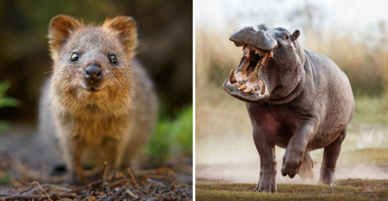 7 Nicest Wild Animals On Earth And 5 You Should Keep Your Distance From