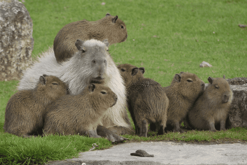 Capybaras