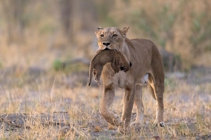 Lioness Carries Her Dead Cub