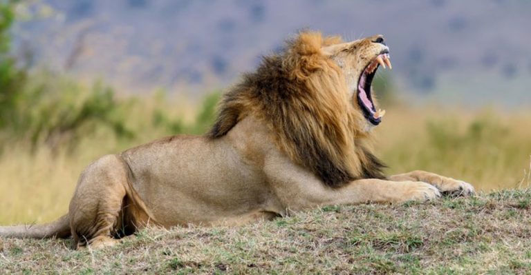 7 Times Wildlife Rescuers Witnessed Big Cats’ Grief