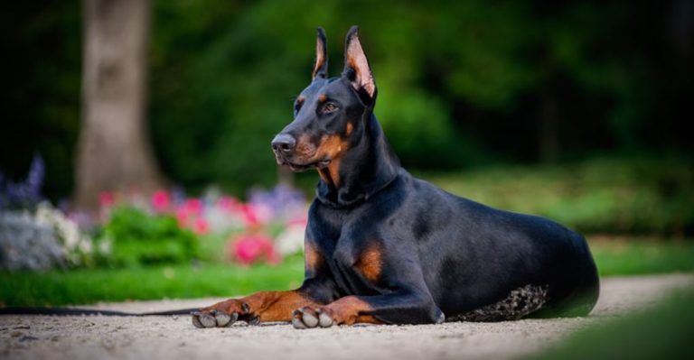 8 Dog Breeds That Burglars Are Most Afraid Of