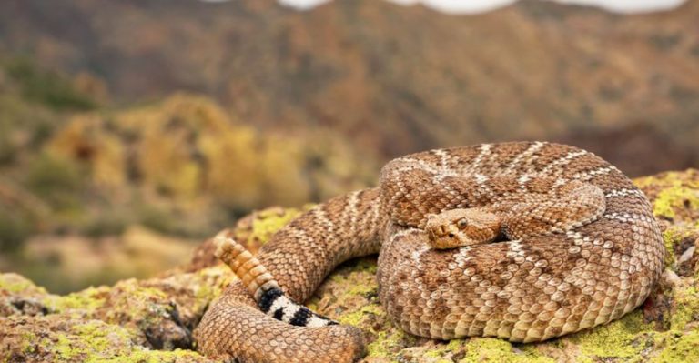 8 Snakes To Watch Out For In Arizona This Summer (With Pictures)