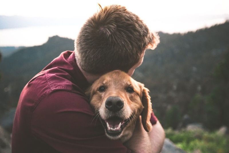 Seeking Comfort From Their Favorite Human