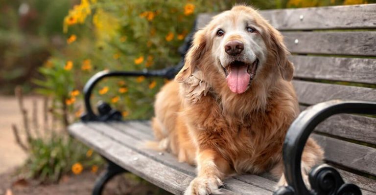 8 Touching Ways Dogs Say Goodbye Before Their Life Ends