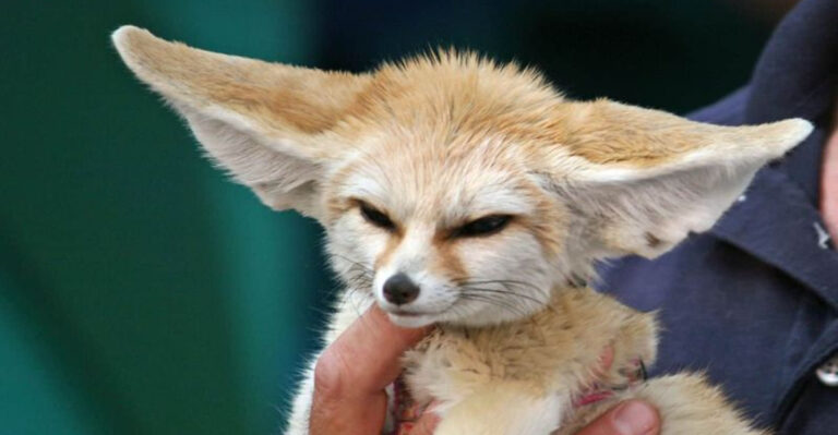 8 Worst Pets To Own And 5 That Are A Joy To Have Around