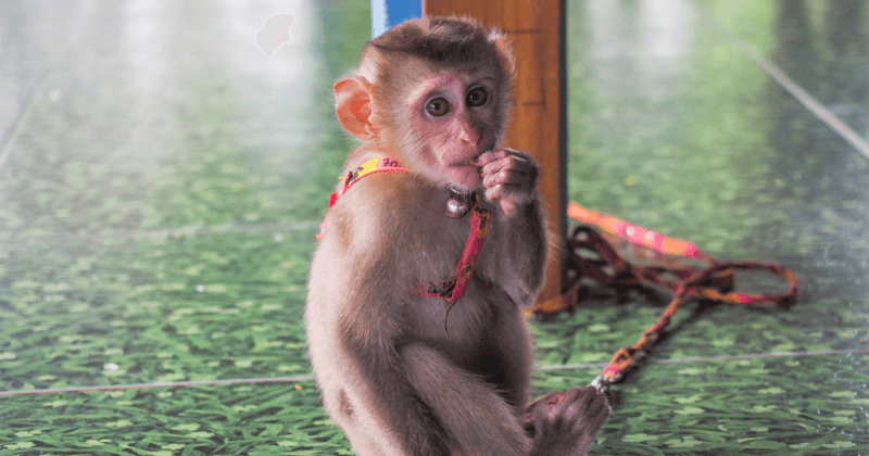 Monkeys 