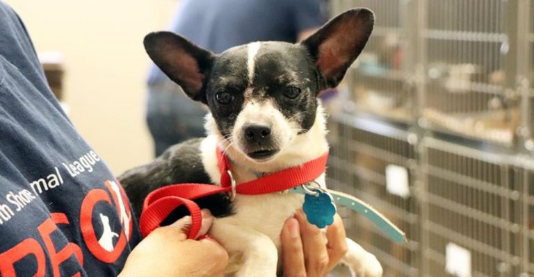 9 Dog Breeds Most Frequently Returned To U.S. Shelters