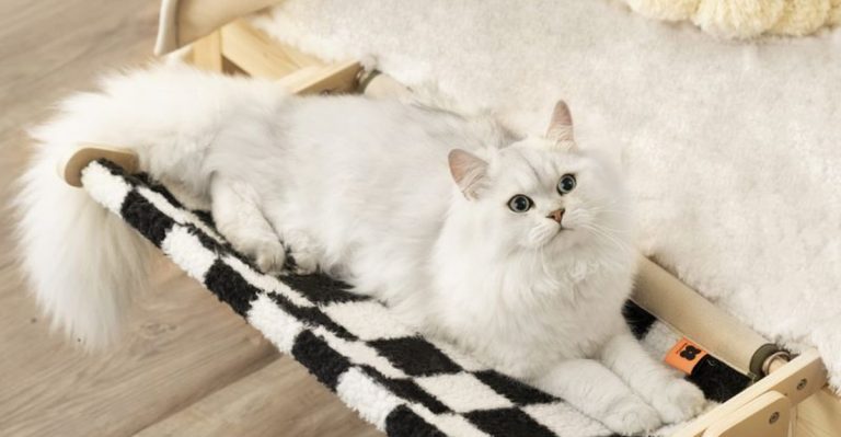 9 Reasons Why Cats In LA Are Happier Than Ever (It’s All About Window Space)
