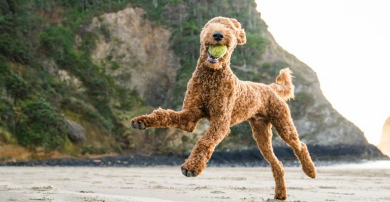 9 Secret Dog-Friendly Spots In Oregon Where Your Dog Can Run Free