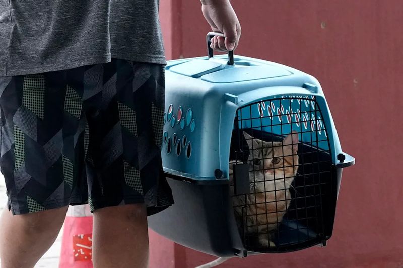 Update Your Pet's Emergency Kit