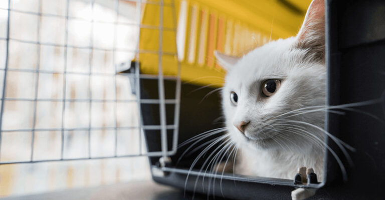 9 Things Every Florida Pet Owner Should Do Before Hurricane Season