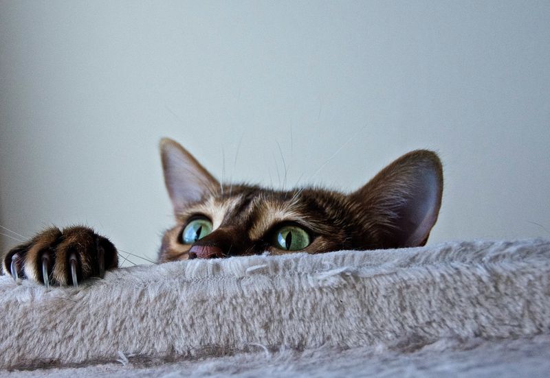 The Sudden Midnight Zoomies