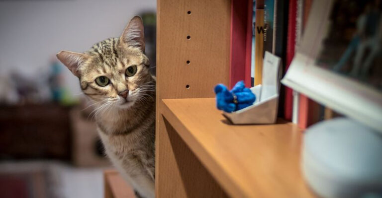 9 Things Only Cat Owners Will Understand And Laugh About
