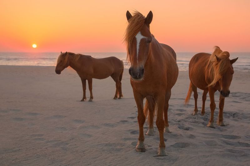 Assateague Island, Maryland & Virginia