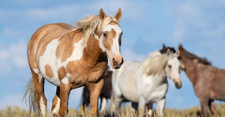 9 U.S. Spots Where You Can Still See Wild Horses Roam Free