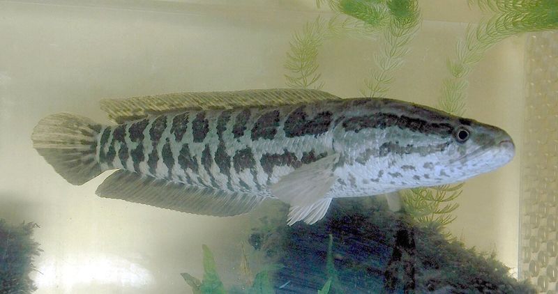 Aggressive Traits Of The Northern Snakehead