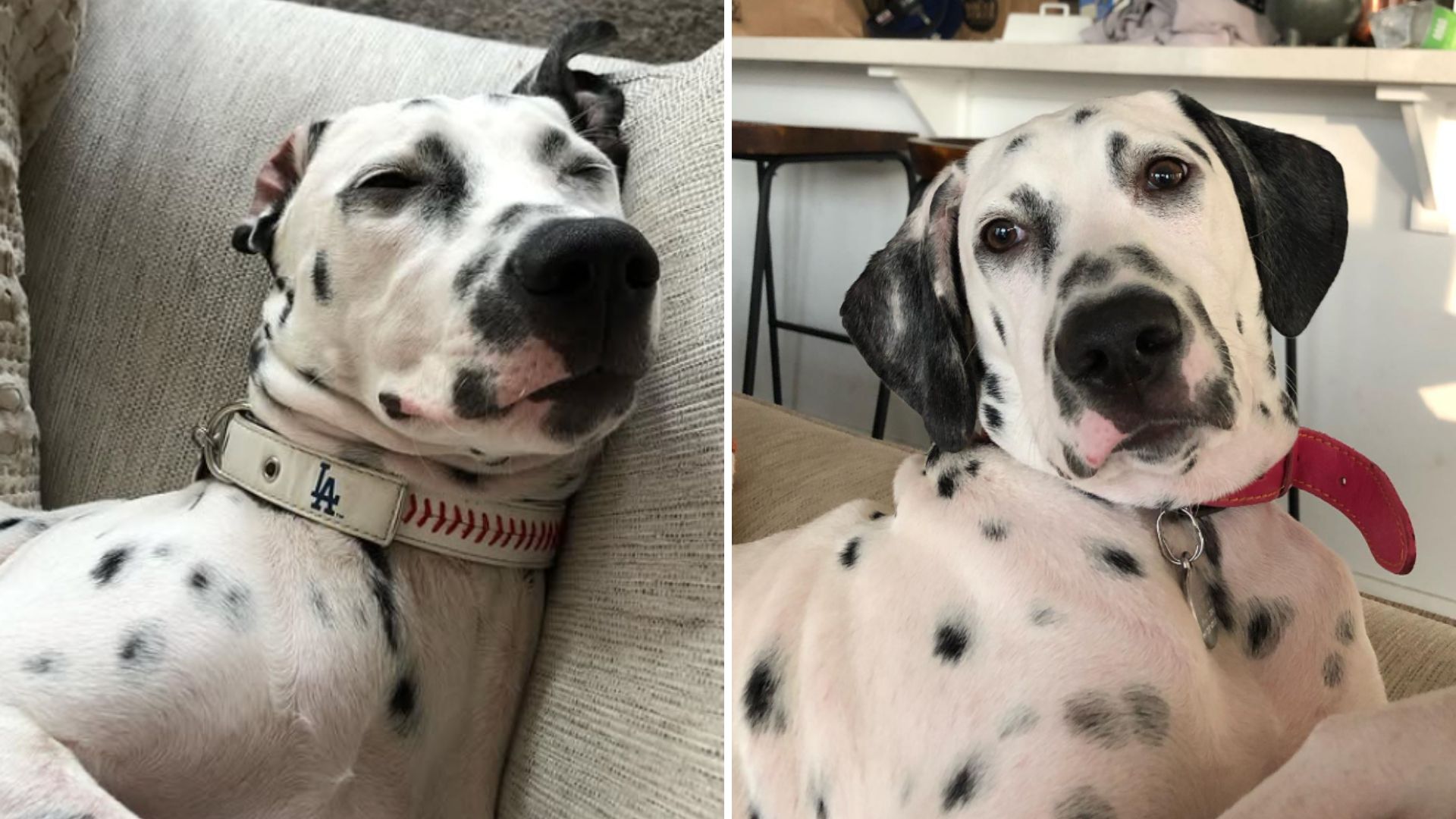 A California Dog Swallowed A Bee And The Unexpected Diagnosis Changed Everything