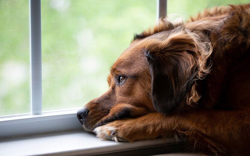 Loyal Watchfulness