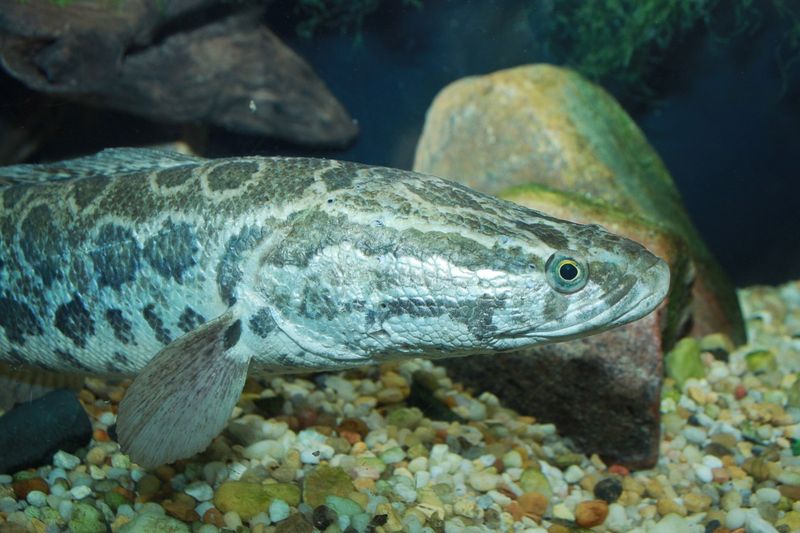 How The Northern Snakehead Hunts
