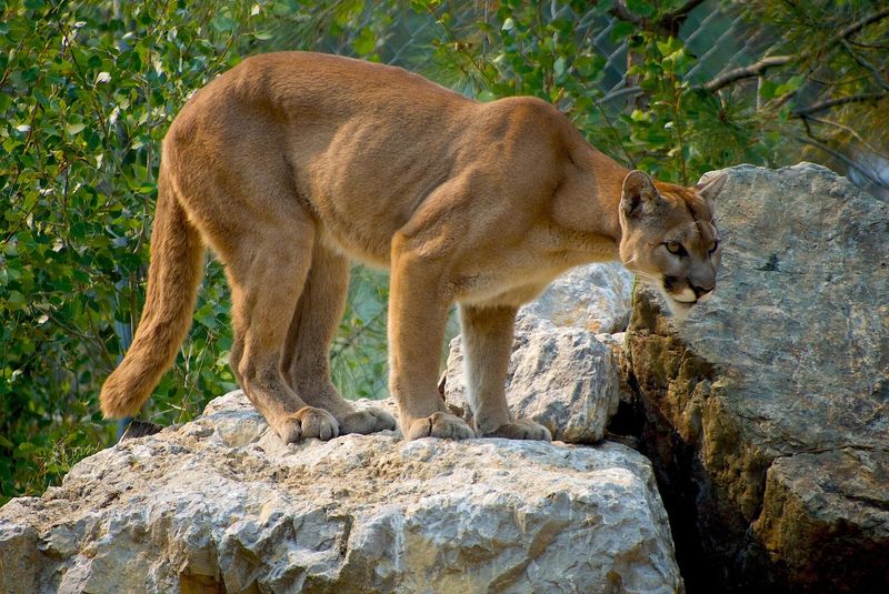 What Cougar Sightings Reveal About Michigan's Wilderness
