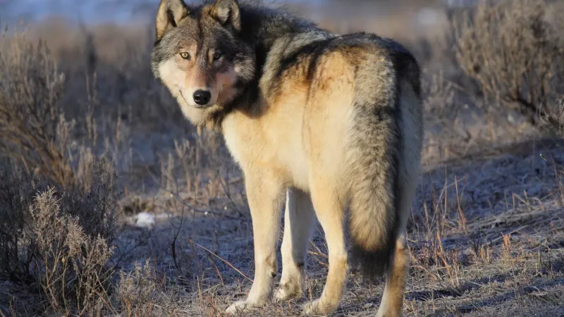 The Resurgence Of Gray Wolves In The U.S.