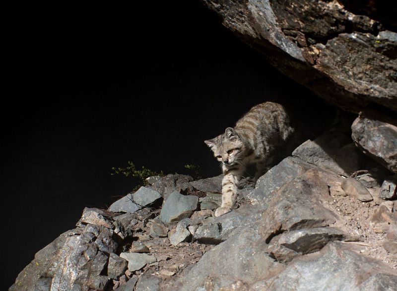 Endangered And Fighting To Survive