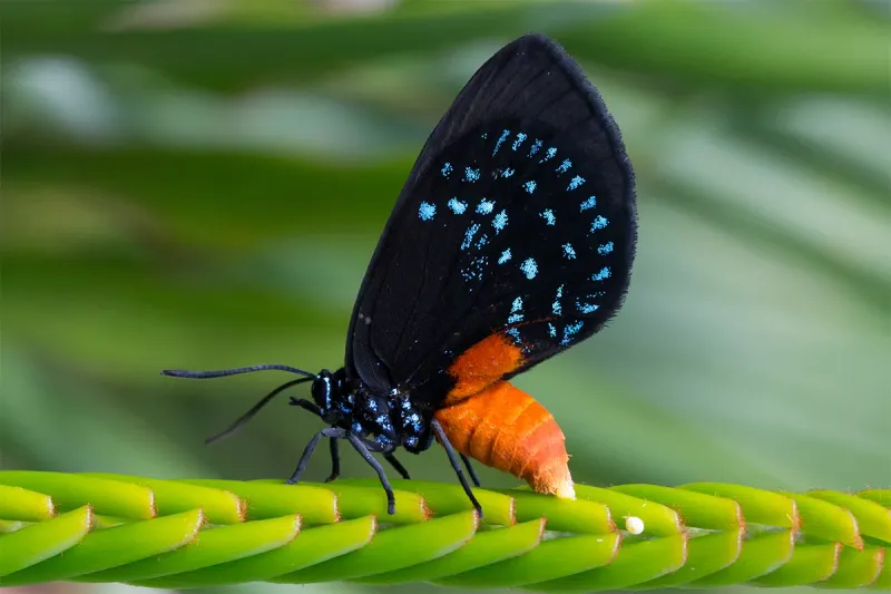 The Future Of The Atala Butterfly