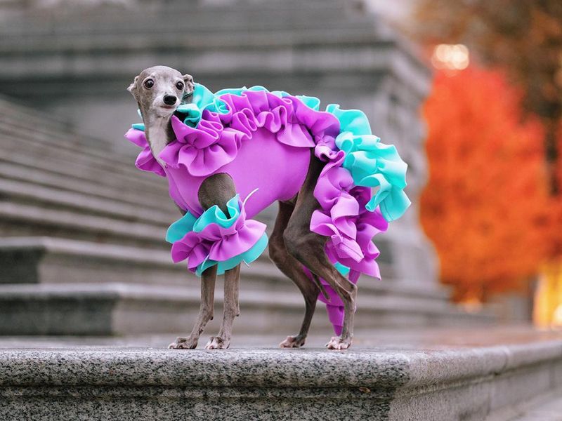 The Birth Of The First Pet Fashion Show