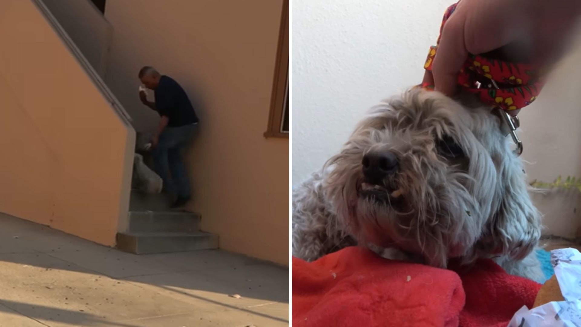 Abandoned Dog In LA Bites Rescuer At First But Is Finally Saved