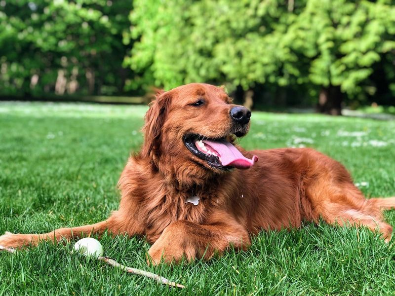 High Pet Ownership Rates