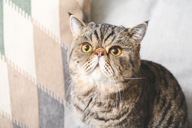 Exotic Shorthair