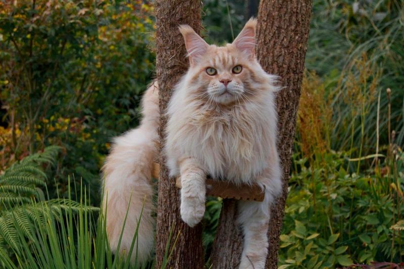Loyal And Protective