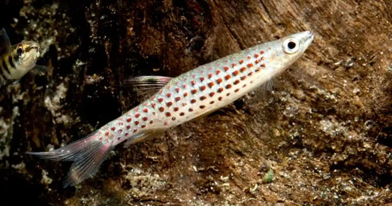 They Are Small, Agile Fish
