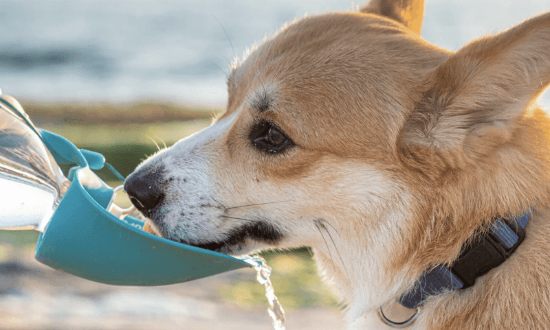 Keep Pets Cool In Hot Weather