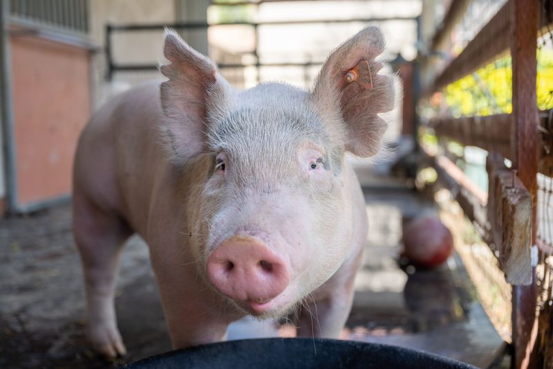 Blue The Pig Saved By A Student's Compassion
