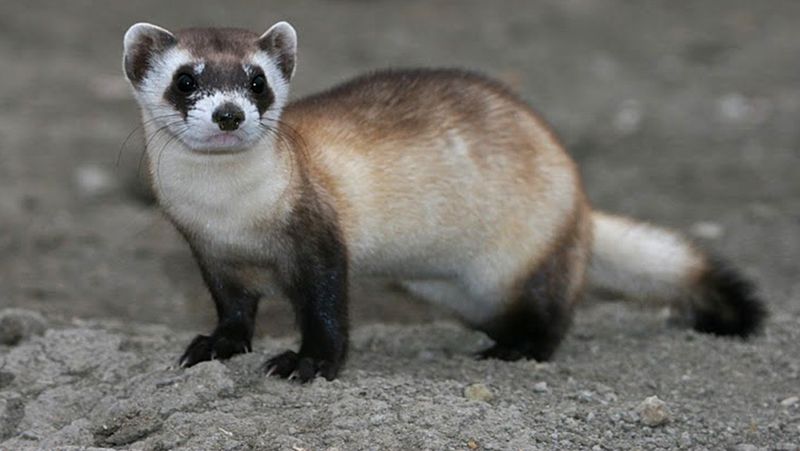 Inspiring Global Conservation Efforts