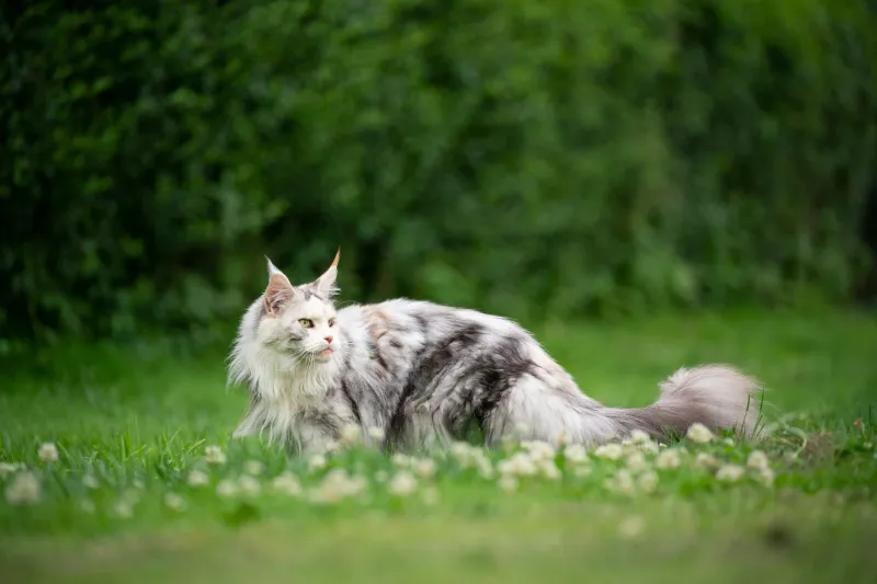 Playful And Energetic