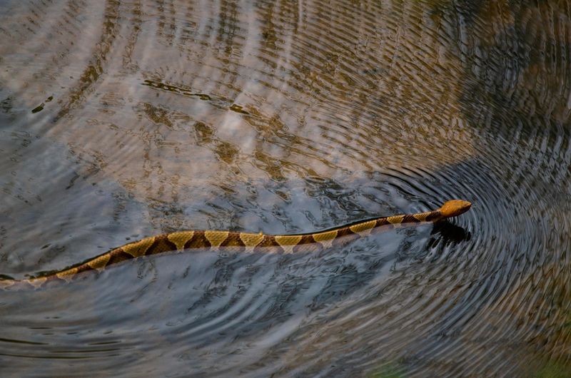 Copperhead