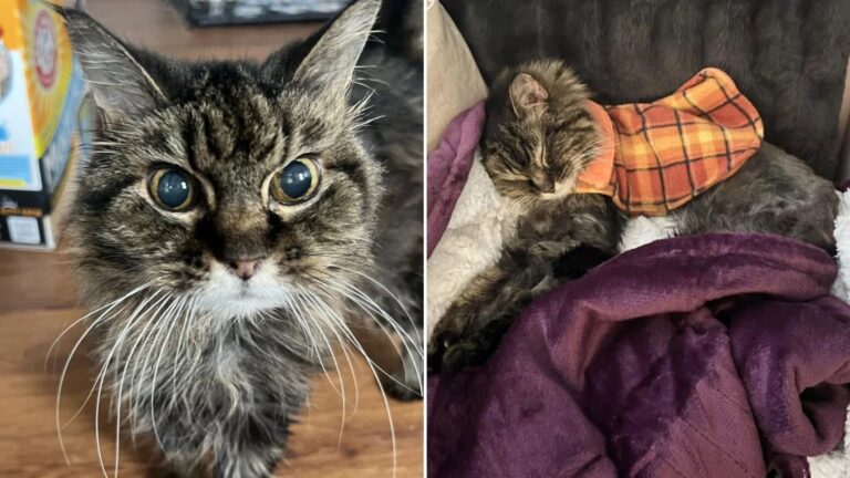 sweet senior cat